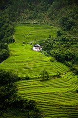 Terraced rice paddies, Bhutan