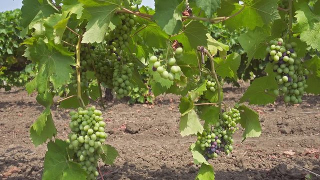 Bunch of grapes on a vine in the sunshine, 4k
