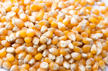 Corn on a white background