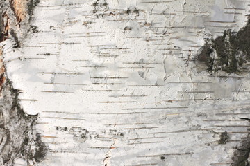 birch bark texture natural background paper close-up / birch tree wood texture / birch tree bark / pattern of birch bark / birch bark closeup / natural birch bark background / birch bark - 127575975