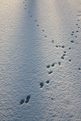 Animal track line in the fresh snow on the lake first ice
