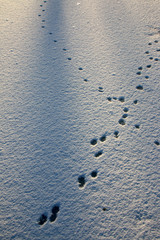 Fototapeta na wymiar Animal track line in the fresh snow on the lake first ice