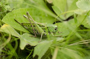 Grasshopper in the grass close-up