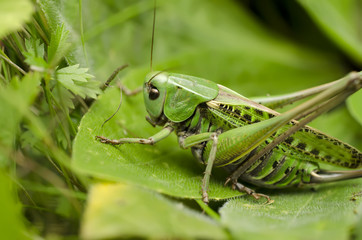 Grasshopper in the grass close-up