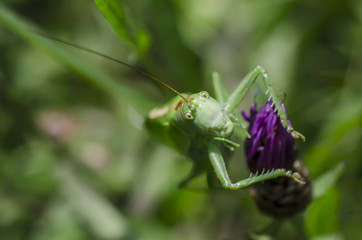 Grasshopper on violet flower