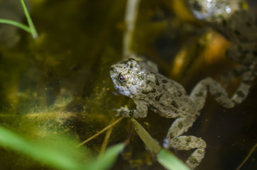 Frog in the water, pond, lake, river