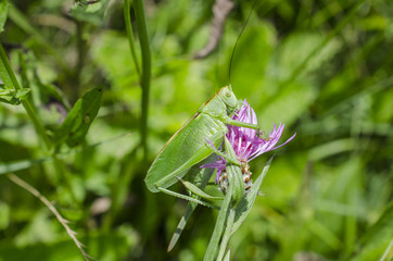 Grasshopper on violet flower
