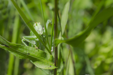 Grasshopper in the grass close-up