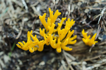 Fototapeta premium Coral Mushroom in forest