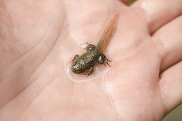 froglet or young common frog on hand