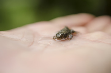 Obraz premium froglet or young common frog on hand