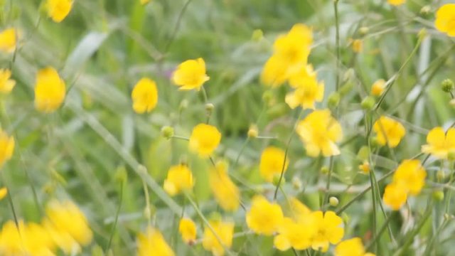 Strong summer wind whimsical care eared grass in meadow. Dance of  golden cups.
