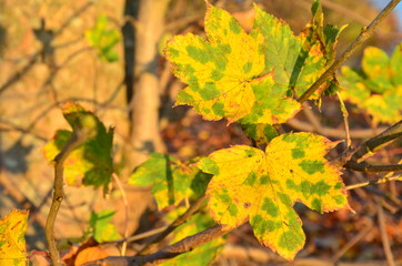 Herbst 2016