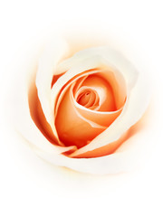 Pastel colored rose closeup - soft white background