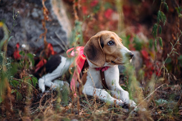 Little dog in a green garden with a bow