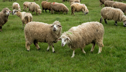 Naklejka na ściany i meble Sheep grazing on a meadow, on a cloudy day