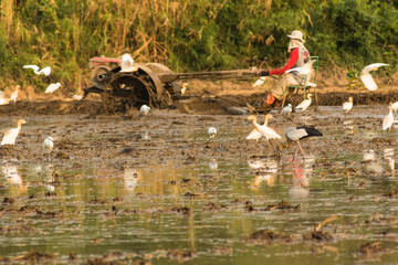 Asian Openbill Stork