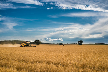 Harvester on the wheat field