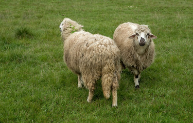 Naklejka premium Sheep grazing on a meadow, on a cloudy day