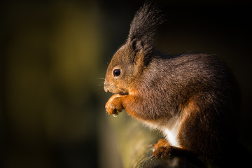 Red Squirrel - British Wildlife Centre