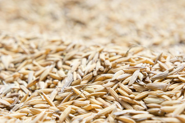 Obraz premium paddy rice, Paddy rice has not shell out.