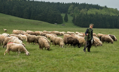  Milking sheep in Brezovica on the mountain household