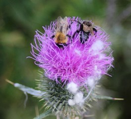 Thistle under bumblebees atack