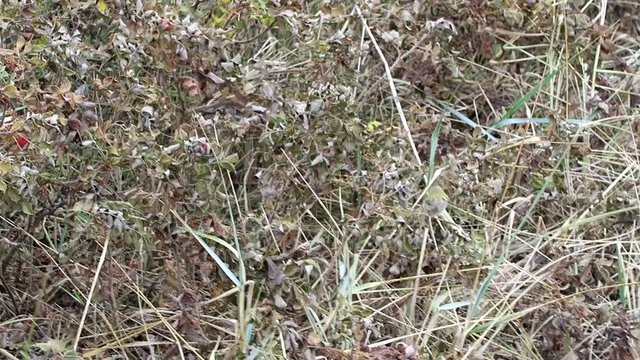 little  goldcrest (Regulus regulus) bird searching for insects in sea buckthorn. autumn bird migration on Hiddensee Island (Germany).