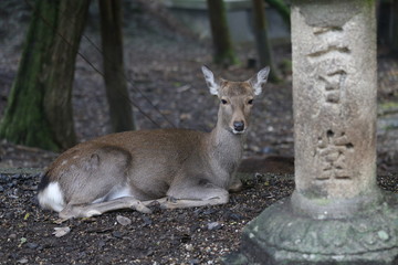 奈良公園　鹿と紅葉