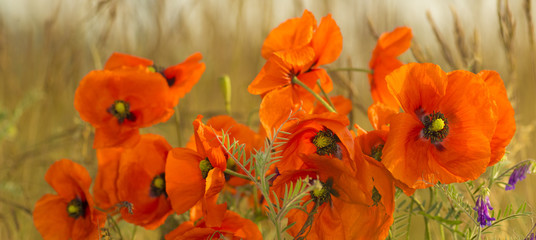 Red poppies in the light of the setting sun.Spring nature Spring