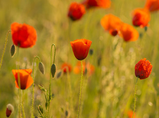 Fototapeta premium Red poppies in the light of the setting sun.Spring nature Spring