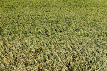 Rice field in Thailand