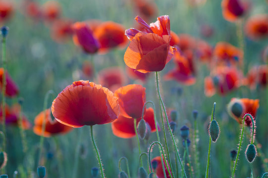 Red poppies in the light of the setting sun.