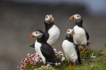 Puffin group shot