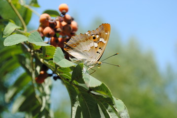 Wonderful butterfly on a green leafs