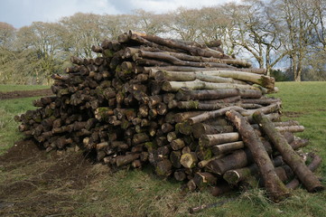 Oak trees for firewood.