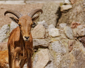 arui sheep in zoo