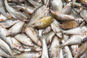 freshwater fish from natural