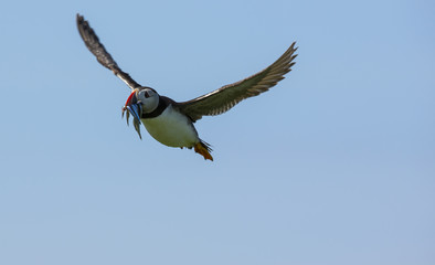 Puffin in flight