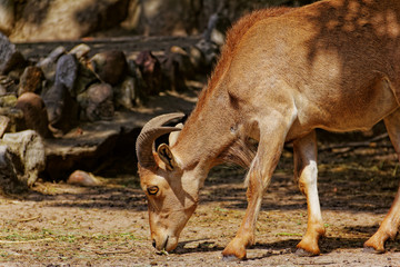 arui sheep in zoo