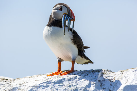 Puffin With Fish