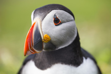 Naklejka premium Puffin head shot