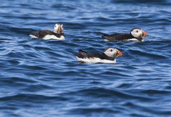Puffins at sea