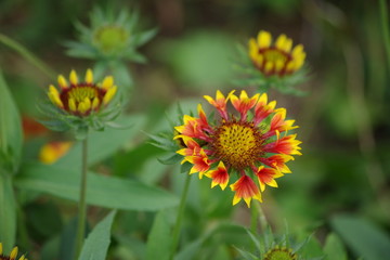 The beauty of the flower
