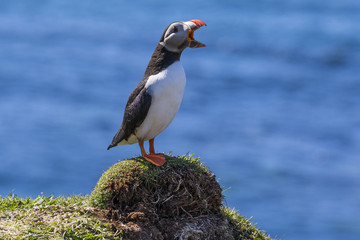 Puffin squawk
