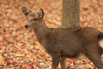 奈良公園　鹿と紅葉