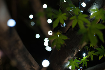 Japanese maple,.illumination
