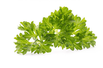 Parsley herb isolated on white background.