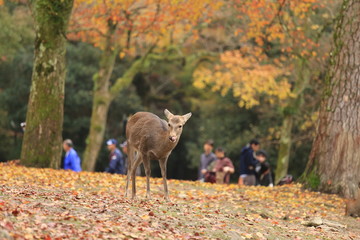 奈良公園　鹿と紅葉