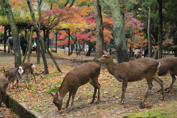 奈良公園　鹿と紅葉